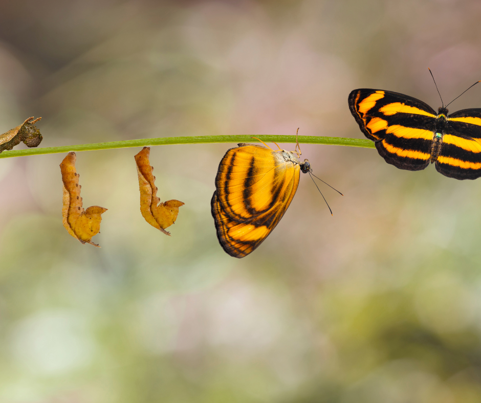 2025: The Year of Final Density & Karmic Completion