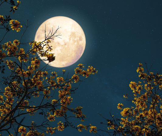 The full moon illuminates a time of heightened emotions and powerful creativity.